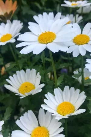 Daisy