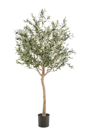 Faux Mediterranean Evergreen Tree Set (2) | Emerald Olive