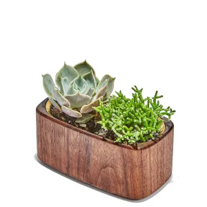 Planter (Brass / Wide)