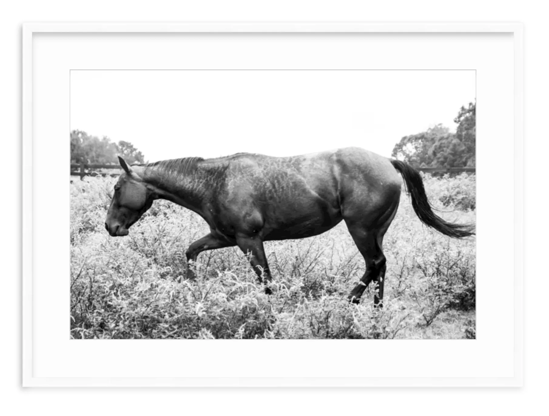 "Black & White Horse in Field" Fine Art Print