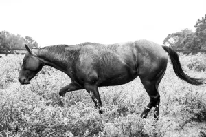 "Black & White Horse in Field" Fine Art Print