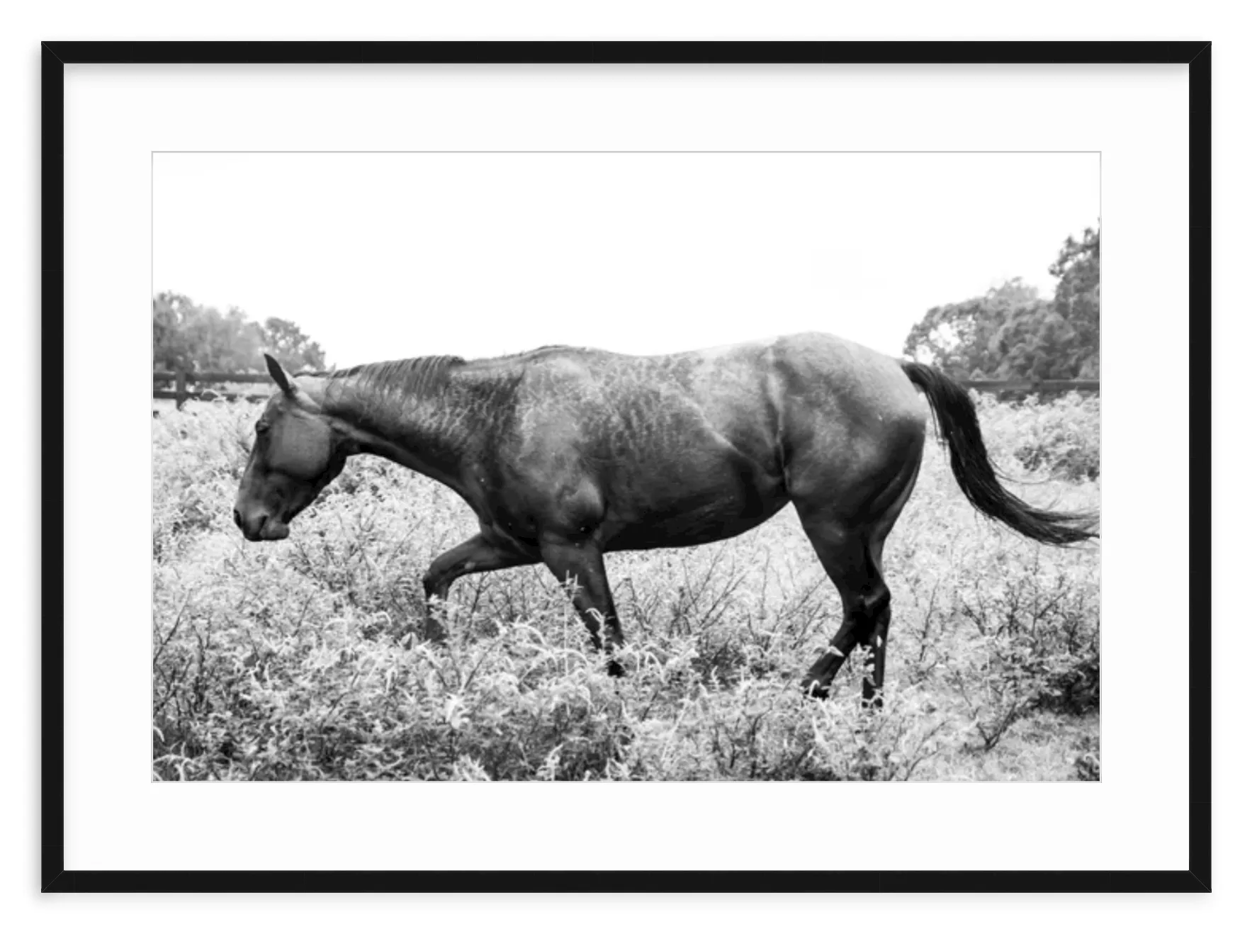 "Black & White Horse in Field" Fine Art Print