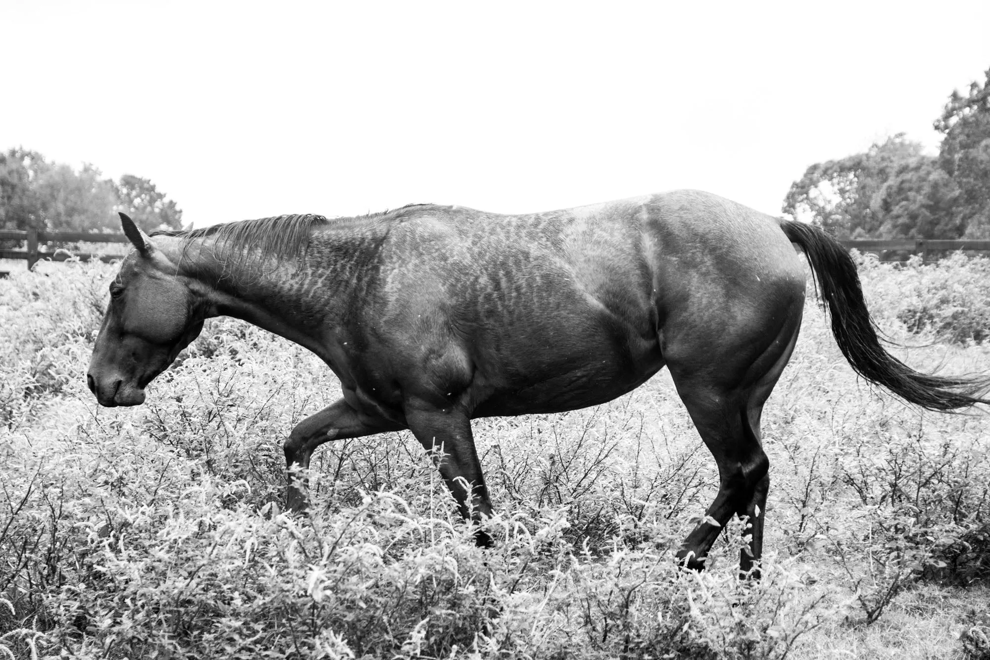 "Black & White Horse in Field" Fine Art Print