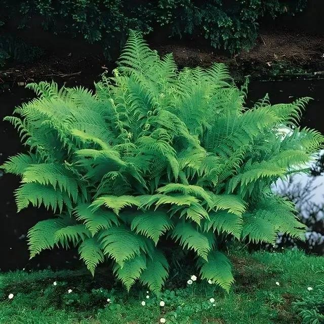 Shade Fern Package - 10 Plants